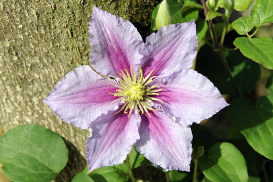 Clematis pflanzen Sie am besten im August oder September.