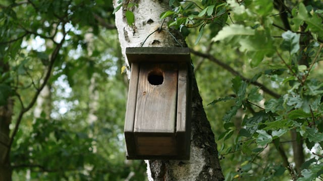 Falls Sie etwas Geld sparen möchten, können Sie den Nistkasten auch selber bauen, anstatt ihn zu kaufen.