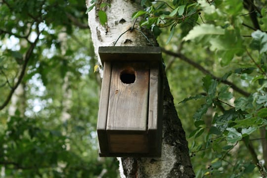 Falls Sie etwas Geld sparen möchten, können Sie den Nistkasten auch selber bauen, anstatt ihn zu kaufen.