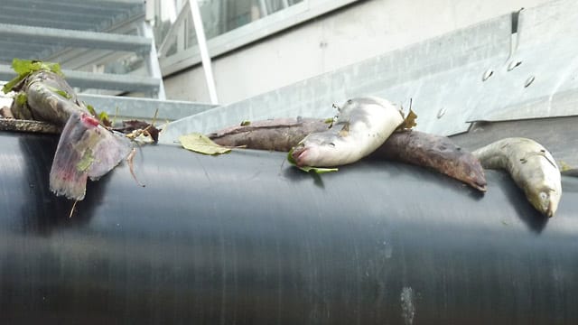 Die Wanderhilfen sollten Fische eigentlich vor dem Tod bewahren