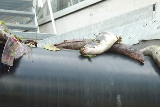 Die Wanderhilfen sollten Fische eigentlich vor dem Tod bewahren