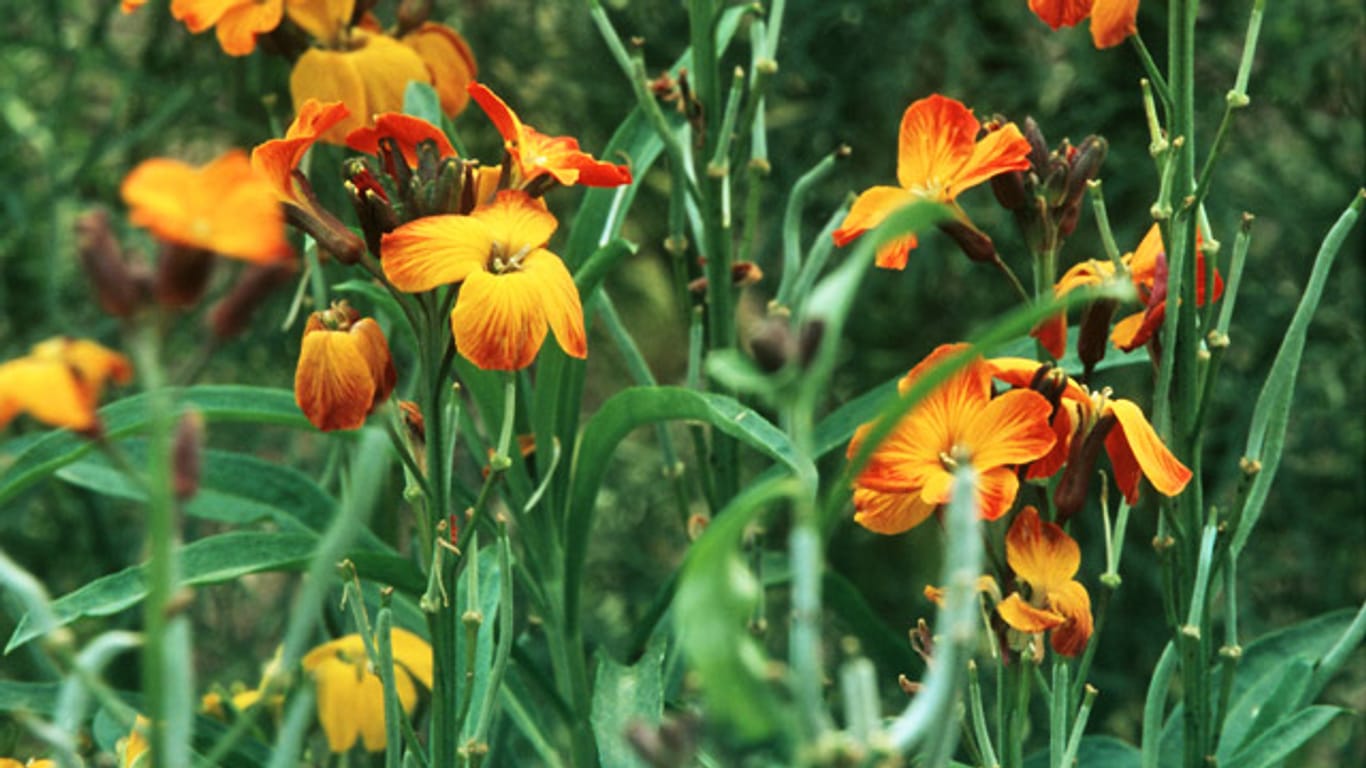 Bei Goldlack dauert die Blütezeit des Goldlacks von Mai bis Juni an.