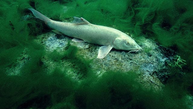 Grundangeln: Barbe, ein Weißfisch.