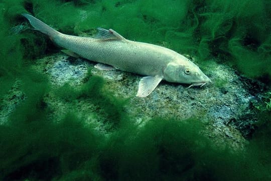 Grundangeln: Barbe, ein Weißfisch.