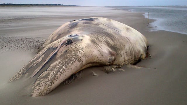 Der tote Wal am Strand auf Juist.