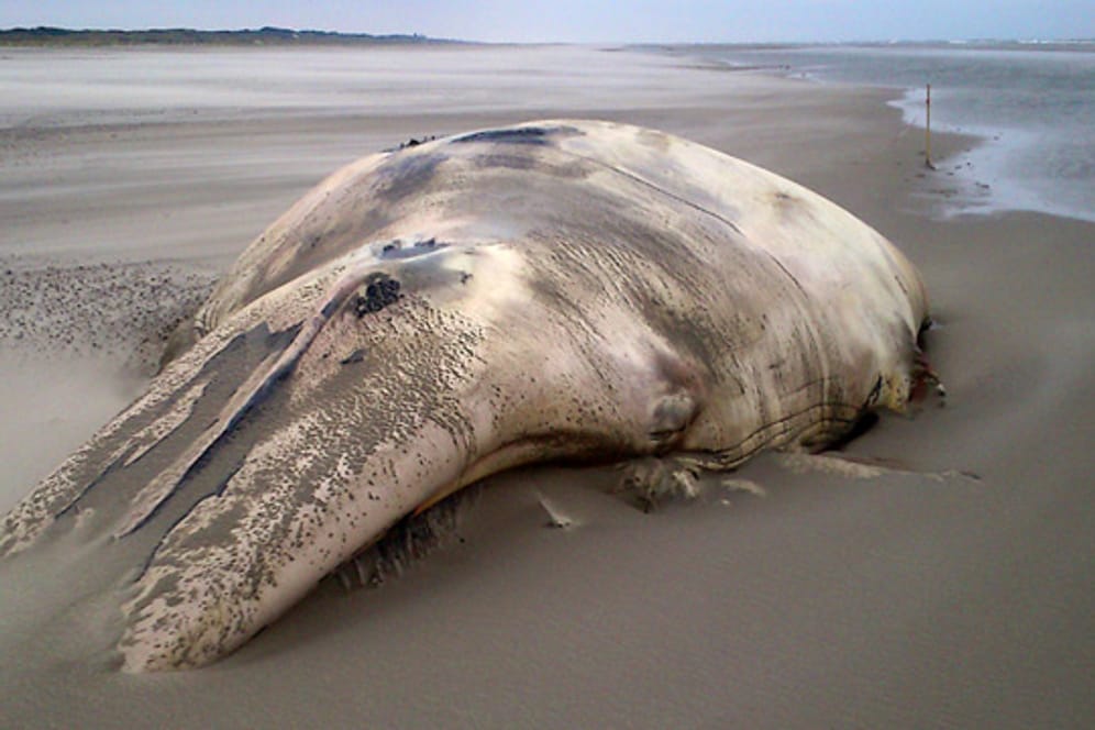 Der tote Wal am Strand auf Juist.