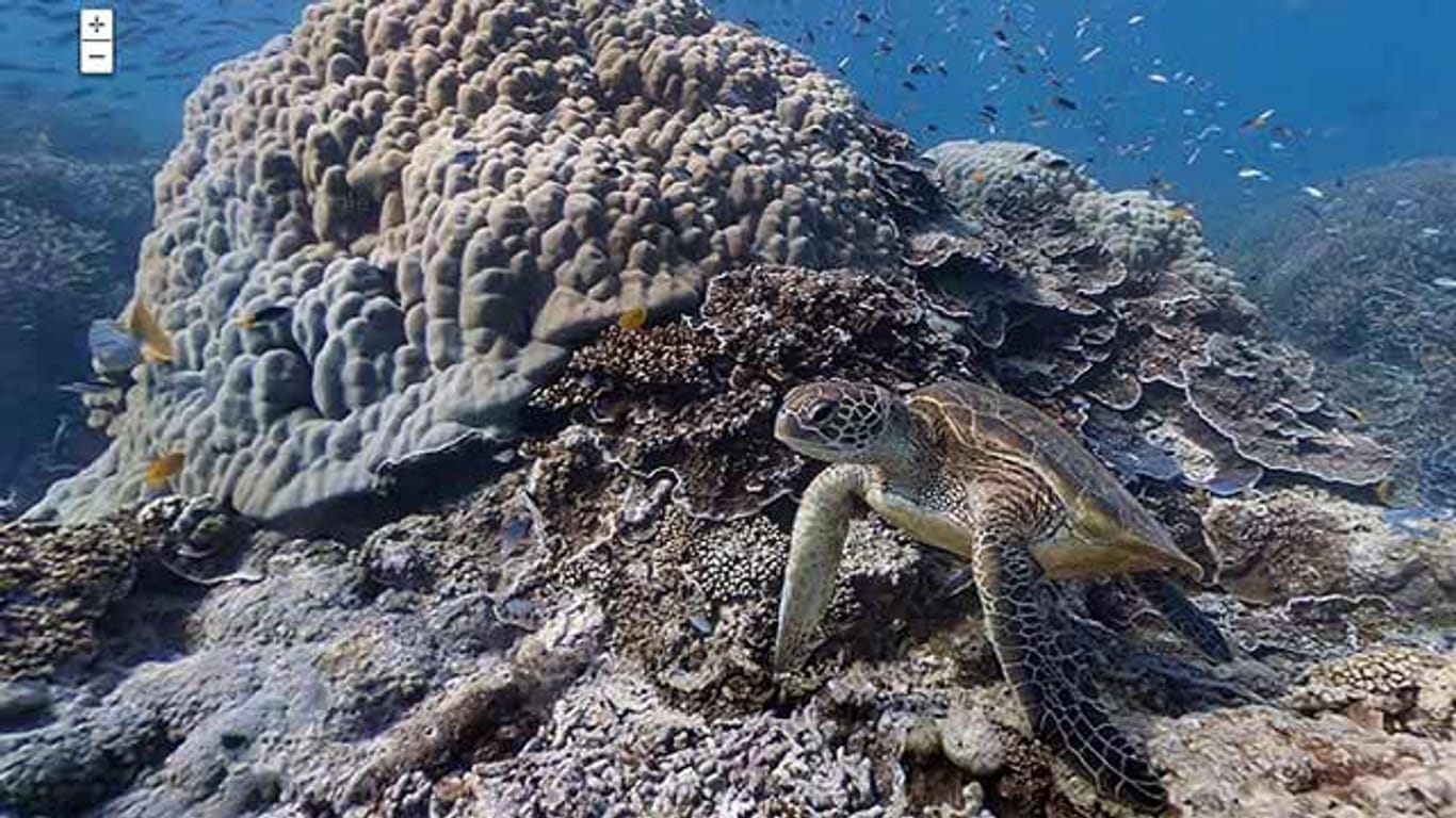 Google Street View Unterwasser. Rechts im Bild: eine Meerschildkröte.