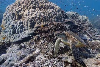 Google Street View Unterwasser. Rechts im Bild: eine Meerschildkröte.