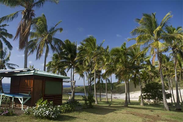 Die Kokospalmen im Norden wurden aus dem 4000 Kilometer entfernten Tahiti importiert und wurden dem einzigen weißen Sandstrand Anakena der Insel hinzugefügt.
