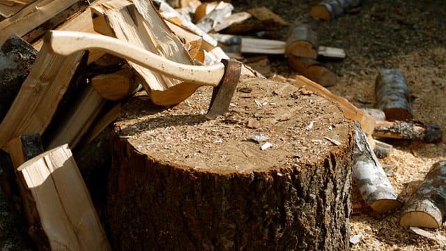 Da Kiefern sehr schnell wachsen, sind sie als Brennholz recht günstig erhältlich. Das Holz lässt sich zudem gut spalten und lagern.