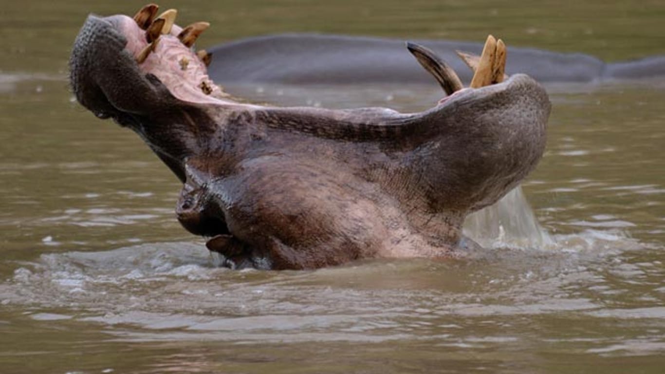 Nationalpark in Kamerun: Ein Flusspferd reißt sein Maul auf.