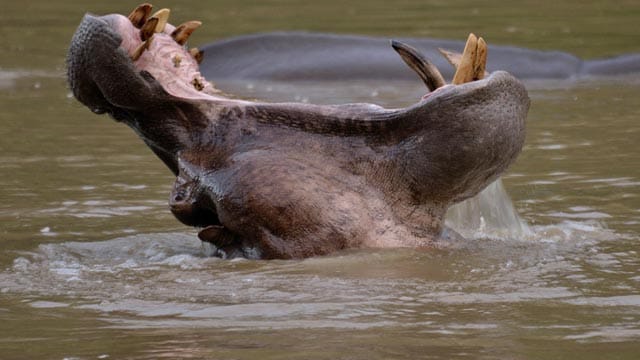 Nationalpark in Kamerun: Ein Flusspferd reißt sein Maul auf.