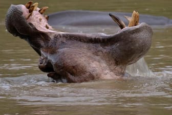 Nationalpark in Kamerun: Ein Flusspferd reißt sein Maul auf.