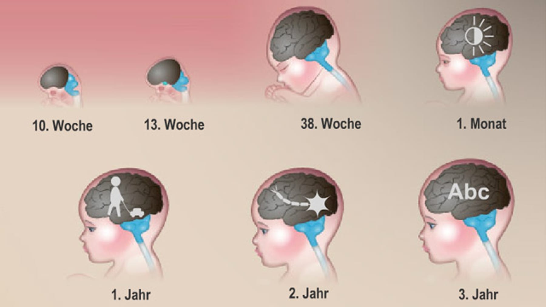 Interaktive Grafik So entwickelt sich das Gehirn