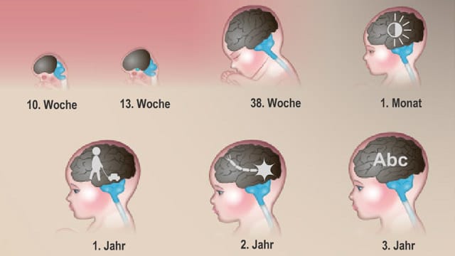 Mit einem Klick auf das Bild kommen Sie auf unsere interaktive Grafik zur Gehirnentwicklung.