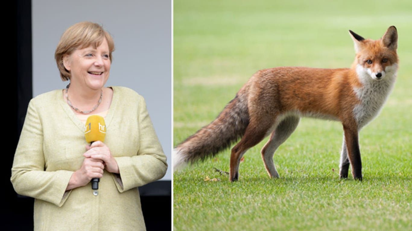 Ein Rotfuchs hat sich in Angela Merkels Kanzleramts-Garten verirrt