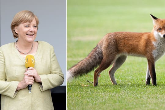 Ein Rotfuchs hat sich in Angela Merkels Kanzleramts-Garten verirrt