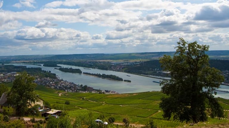 Rheinsteig: Rhein mit Weinfeldern.