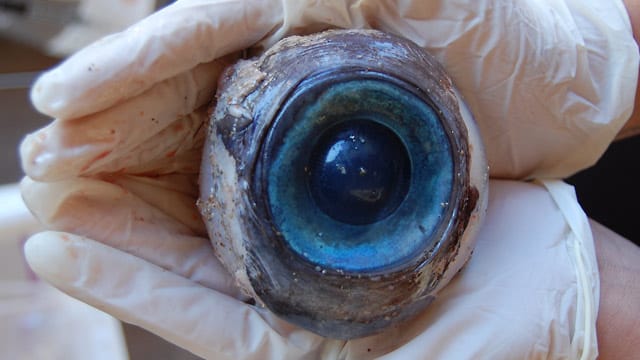 Florida: Mysteriöses Riesenauge entdeckt