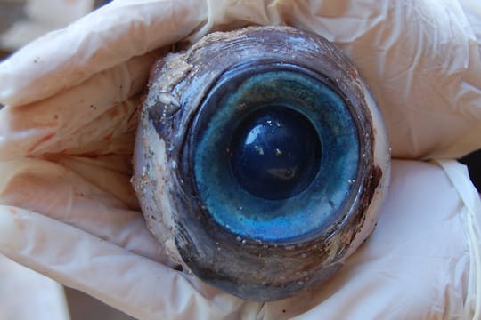 Florida: Mysteriöses Riesenauge entdeckt