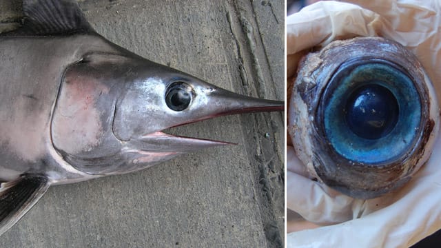 Das mysteriöse Riesenauge gehört einem Schwertfisch.