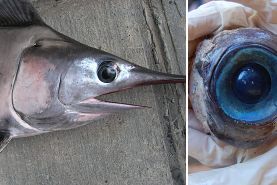 Das mysteriöse Riesenauge gehört einem Schwertfisch.