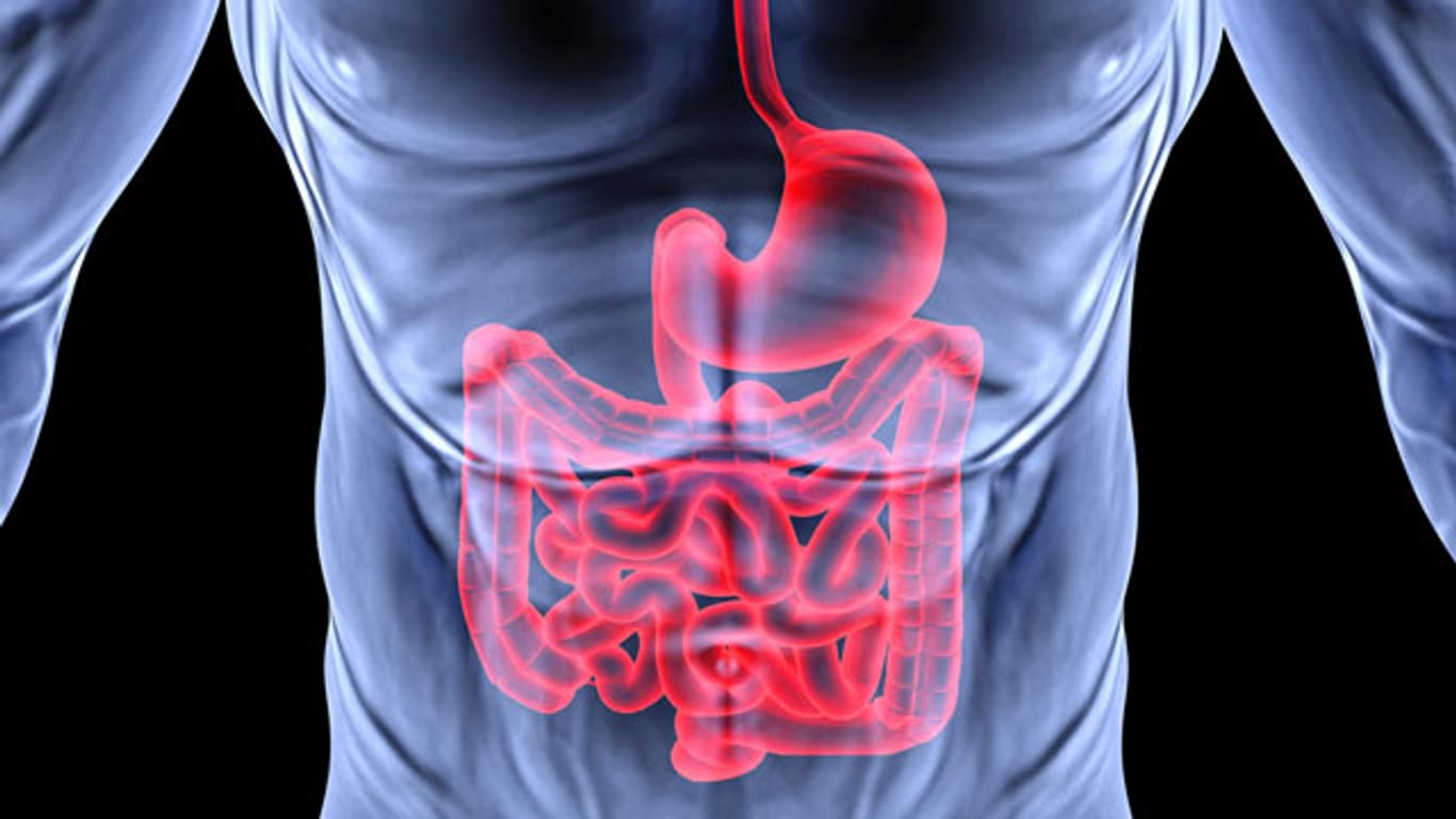 Bei der Magenspiegelung können Speiseröhre, Magen und Zwölffingerdarm untersucht werden.