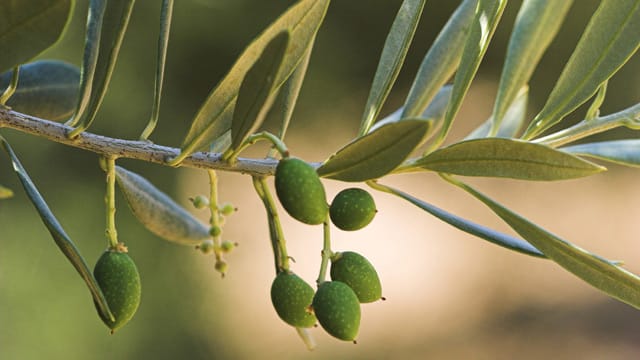 Olivenbaum überwintern - mit diesen Tipps gelingt´s.