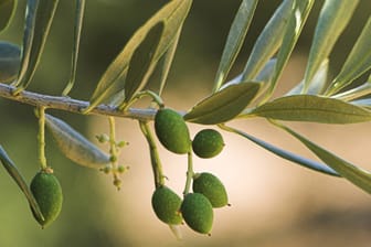Olivenbaum überwintern - mit diesen Tipps gelingt´s.