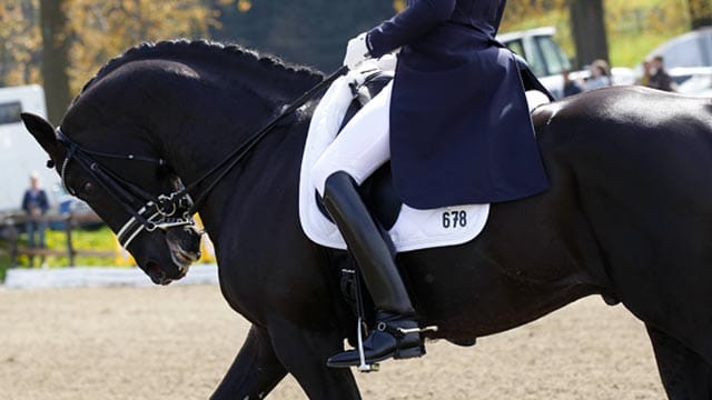 Die umstrittene Trainingsmethode Rollkur bei Totilas wird von der Tierschutzorganisation PETA angeprangert.