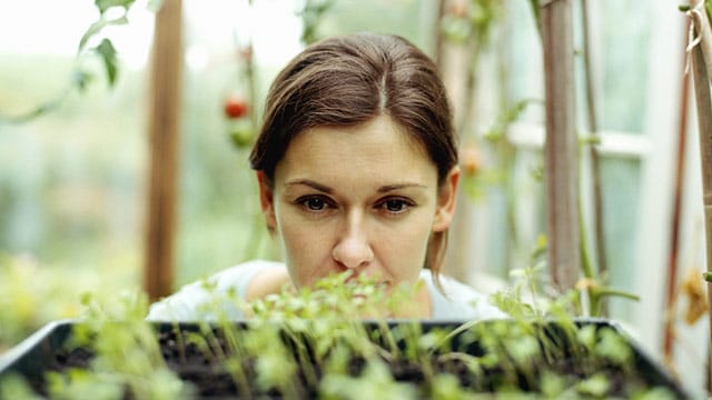 Einen Wintergarten kann man auch als Gewächshaus nutzen