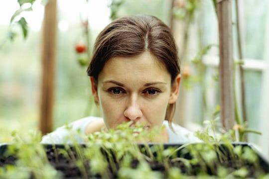 Einen Wintergarten kann man auch als Gewächshaus nutzen