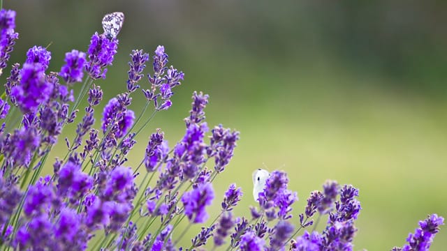 Lavendel im Garten.