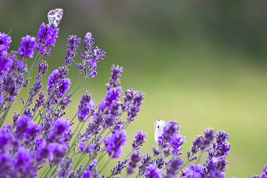 Lavendel im Garten.