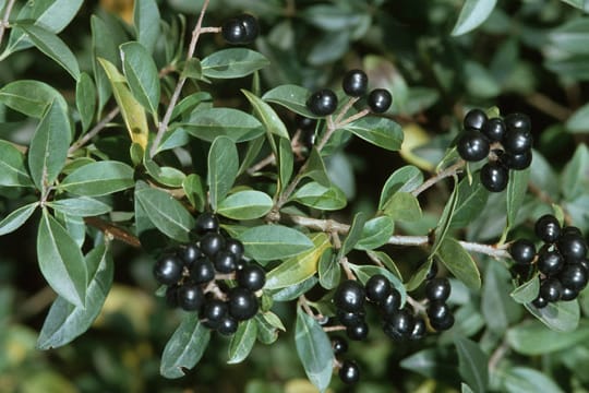 Ligusterhecke mit Beeren.