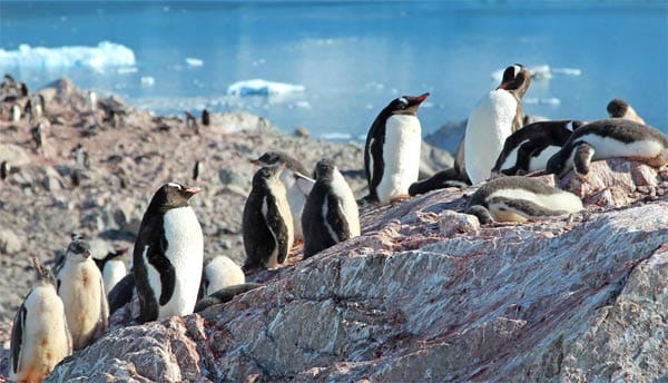 Die Natur ist überwältigend: gigantische Tafeleisberge, unzählige Gletscher, wild gezackte Berge. Pinguinkolonien, Robben und Wale lassen jeden ehrfürchtig staunen. Nur wenige Menschen leben hier im Sommer auf kleinen Stationen wie dem britischen Port Lockroy.