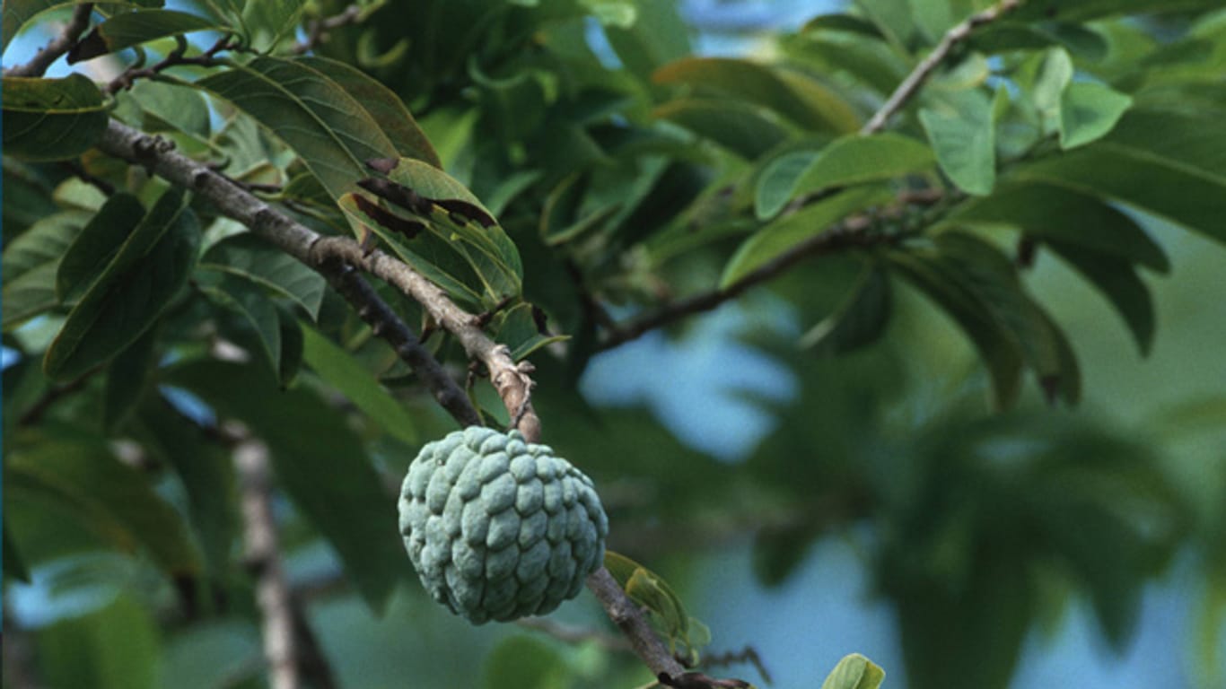 Die Cherimoya gehört zur Familie der sogenannten Annonengewächse und stammt ursprünglich aus Südamerika.