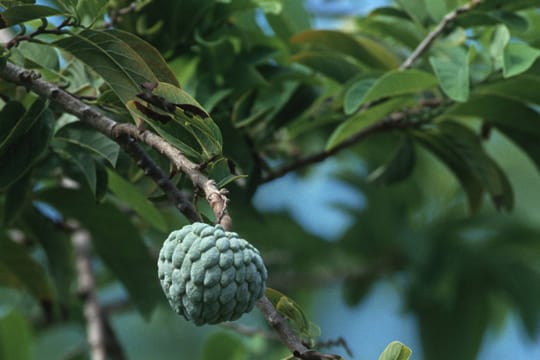 Die Cherimoya gehört zur Familie der sogenannten Annonengewächse und stammt ursprünglich aus Südamerika.