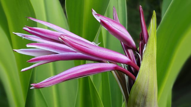 Blüte der Hakenlilie.