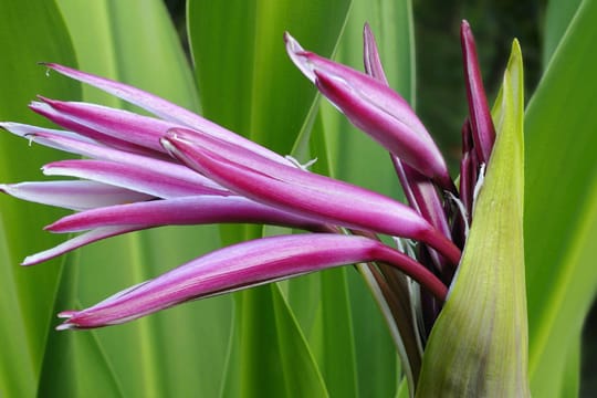 Blüte der Hakenlilie.