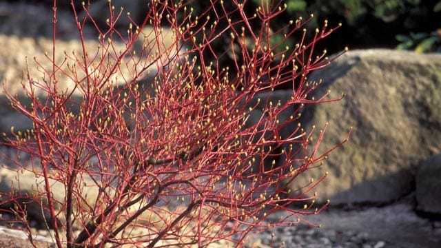 Hartriegel mit treibenden Knospen.