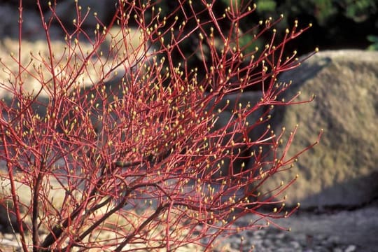 Hartriegel mit treibenden Knospen.