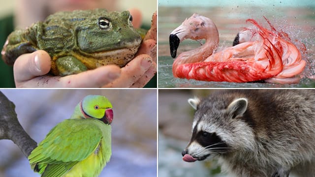 Fühlen sich seit Kurzem auch in Deutschland pudelwohl: Der Ochsenfrosch, der chilenische Flamingo, der Halsbandsittich und der Waschbär. Fühlen sich seit Kurzem auch in Deutschland pudelwohl: Der Ochsenfrosch, der chilenische Flamingo, der Halsbandsittich und der Waschbär.