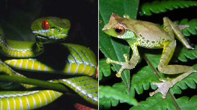 Mehr als 100 neue Tierarten entdeckt. Mehr als 100 neue Tierarten entdeckt.
