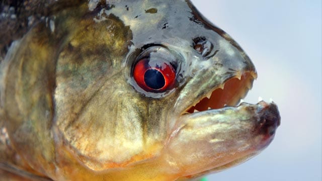 Sehen unscheinbar aus, sind aber hochgefährlich: Schwarze Piranhas