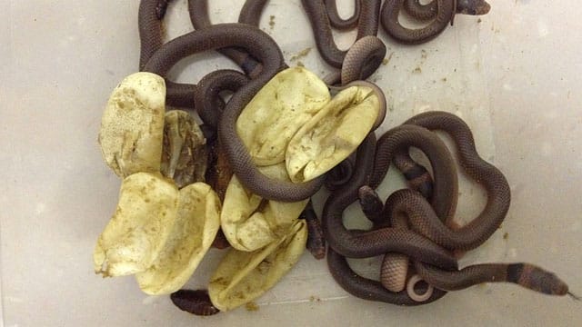 Die Östliche Braunschlange ist eine der giftigsten ihrer Art