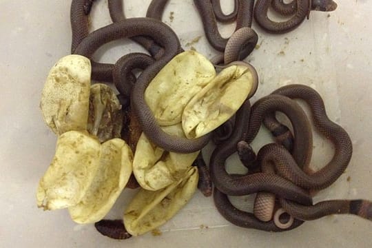 Die Östliche Braunschlange ist eine der giftigsten ihrer Art