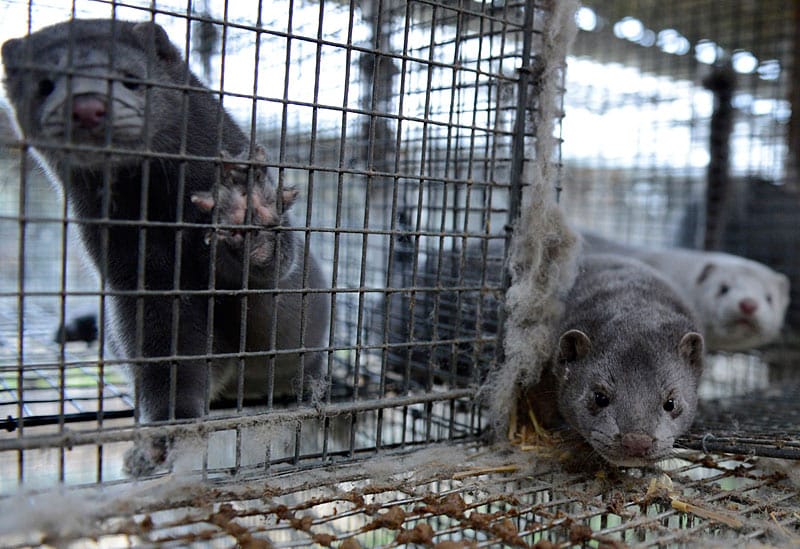 Das Unternehmen "Kopenhagen Fur" im dänischen Arhus produziert rund ein Viertel der Pelze, die auf dem Weltmarkt gehandelt werden.