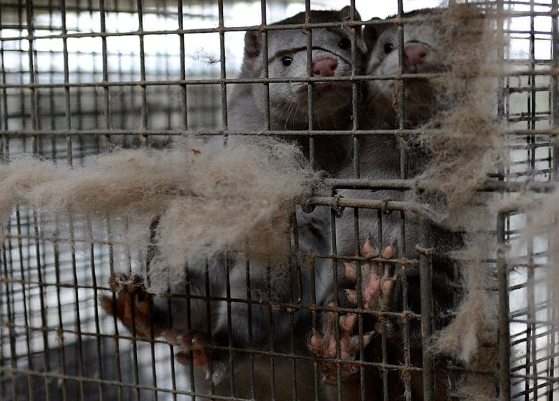 Tierrechtler fordern seit längerer Zeit ein weltweites Verbot von Pelztierfarmen.