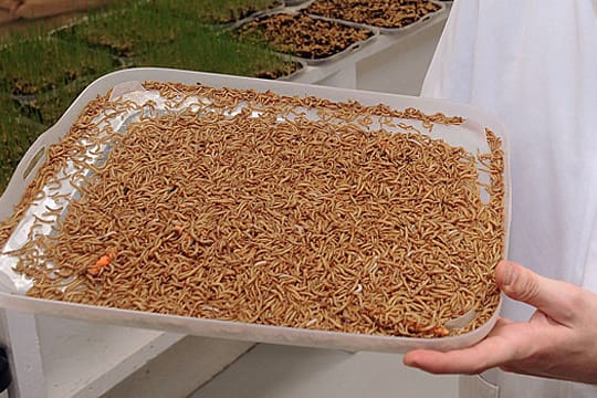 Lecker? Mehlwürmer als Nahrungsmittelgrundlage